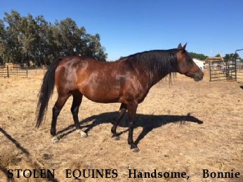 STOLEN EQUINES Handsome,+ Bonnie  Near Herald, CA, 95638